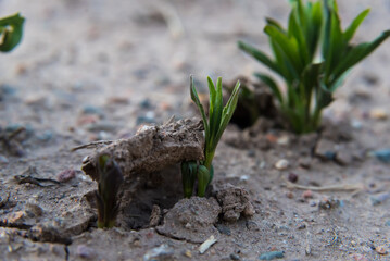autochthonous vegetation growing in sandy soil