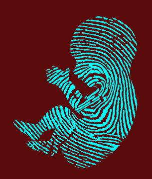 A human fetus is shown as a fingerprint in a 3-d illustration about determining when a human becomes a real person in the eyes of the abortion laws.