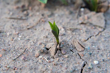 autochthonous vegetation growing in sandy soil