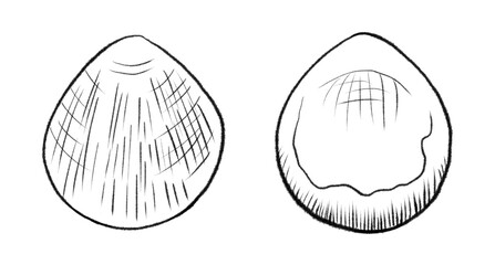 Clam Seashell, Glycymeris Longior (scientific name), Family Glycymerididae, found on the Atlantic coast of South America, from Brazil to Argentina.