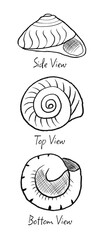 New Zealand Wheel Seashell, Zethalia Zelandica (scientific name), Family Trochidae, found on sandy ocean shores. Black outline illustration.