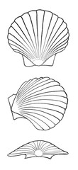 Curved Scallop Seashell, Queen Scallop, Pecten Bovaezelandiae (scientific name), Tupa/Tipa (Maori name), found on sandy ocean shores. Black outline illustration.