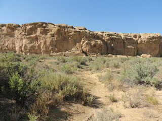 Desert bush and rocks