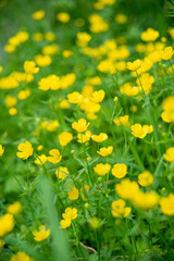 yellow dandelions on meadow