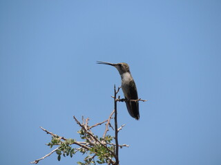 Hummingbird on stick