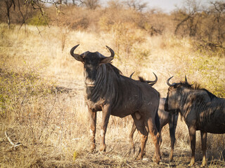 Naklejka na ściany i meble Wildebeest in African landscape