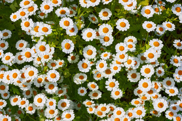 Many white chamomile flowers on a green meadow. Beautiful flower backdrop top view.