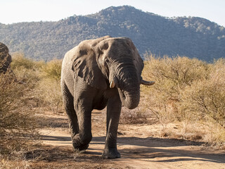 Large elephant with tusks trudging across landscape