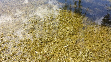 Moss in the water