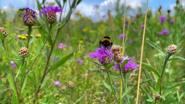 1080p 60 fps shot of the wild bee works on a violet flower