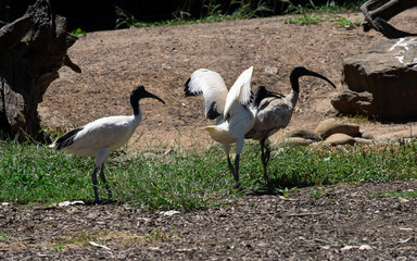 Australian White Ibis (Threskiornis molucca)