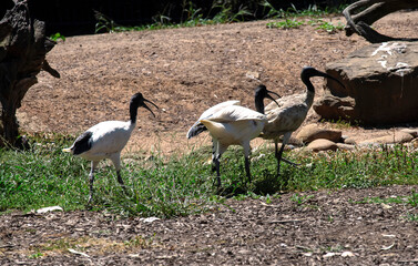 Australian White Ibis (Threskiornis molucca)