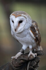 Barn owl-most widespread species of owl in the world. Brisbane-Australia-091