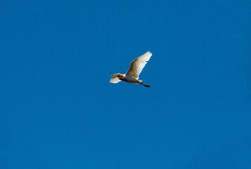 Cattle Egret (Bubulcus ibis)