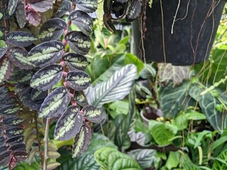 Green and red leaf of decorative plant on home garden store, when spring time and they are growing then blooming. The photo is perfect for decorative plant promotion, botanical brochure and pamphlet.