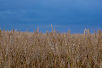 field of golden wheat under cold blue cloudy sky
