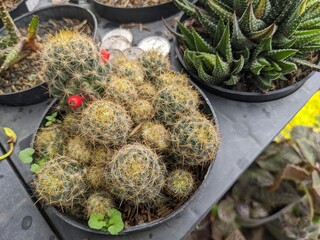 Small beautiful cactus on the garden with full colour thorn. The photos is good for promotion of green life, pamphlet, brochure,  decorative plant on your house.  