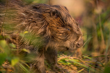 Close up of European beaver staing on the coast directing to water surface with warm around