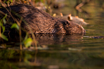 Close up of European beaver going down to swim calm on level water surface near to the coast with many autumnal color reflecting on water surface - obrazy, fototapety, plakaty