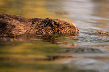 Close up of European beaver swimming calm on level water surface near to the coast with many autumnal color reflecting on water surface