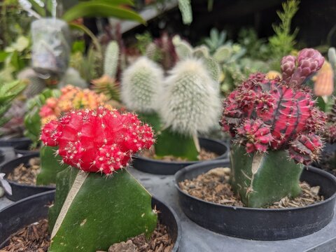 Small beautiful cactus on the garden with full colour thorn. The photos is good for promotion of green life, pamphlet, brochure,  decorative plant on your house.  