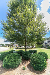 Close up image of a a landscaped tree and shrubs to hide an unsightly utility box in yard