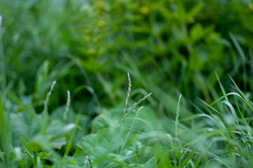 green grass background