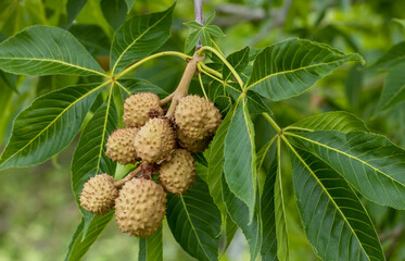Green leaves and fruits of the Ohio buckeye (Aesculus glabra) in Colorado - obrazy, fototapety, plakaty