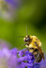 Honey bee collects pollen from purple lupine flower