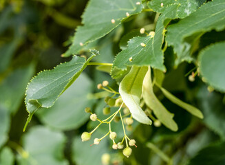 Linden tree with flowers - harvest time. Natural background