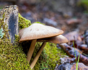 Two mushrooms grow from rotten wood driftwood in the forest. Selected focus.