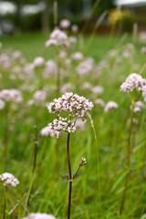 flowers in the garden