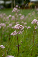 flowers in the garden