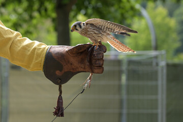 Falcon on the leather glove of a falconer, such birds are trained for hunting, copy space