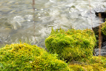 moss on the rocks