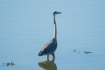 Large blue heron in a pond