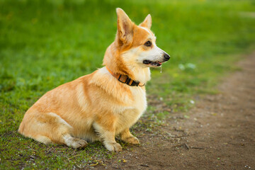 obedience, education welsh corgi dog. obedient pet, training, following command to sit