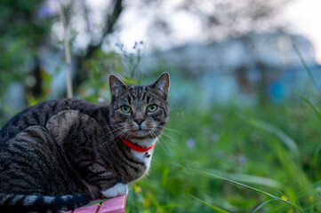 cat in the garden