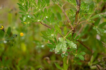 dew on the grass