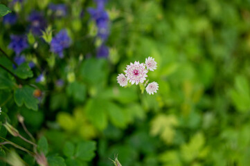 pink flower