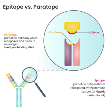 Epitope versus Paratope vector illustration