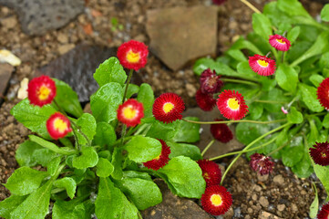 Obraz premium flower red and yellow