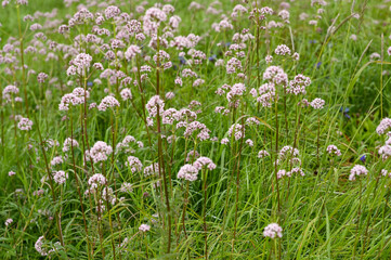 Fototapeta premium flowers in the grass