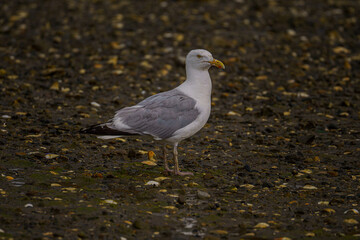 seagull on the beach
