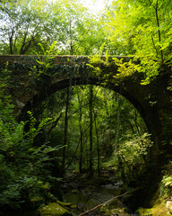 Puente en la naturaleza