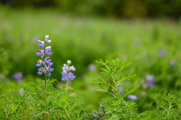 flowers in the grass