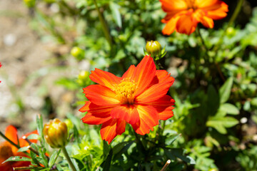 キバナコスモス