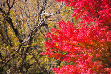 紅葉の最盛期　鹿児島県青少年研修センター
