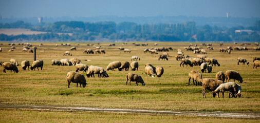 Fototapeta na wymiar Sheep grazing on green meadows of Normandy, France