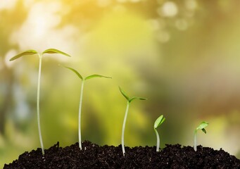Green soybean plant in cultivated agricultural field, agriculture and crop protection